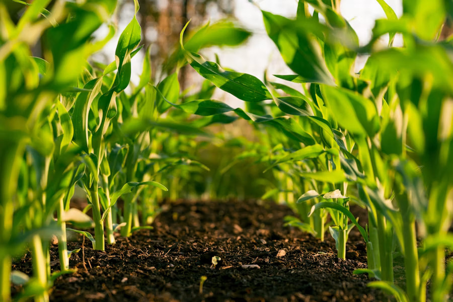 Farmer working in an agricultural field
