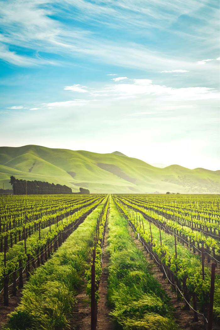 Green agricultural field